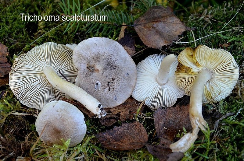 Tricholoma scalpturatum-amf1878-1.jpg - Tricholoma scalpturatum ; Syn: Tricholoma chrysites ; Nom français: Tricholome gravé, Tricholome jaunissant